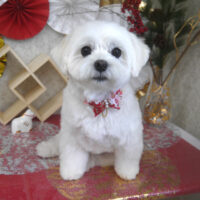 【山手店】2026年1月4日のワンちゃん達♪