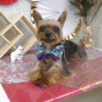 【山手店】2026年1月5日のワンちゃん達♪