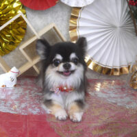 【山手店】2026年1月8日のワンちゃん達♪