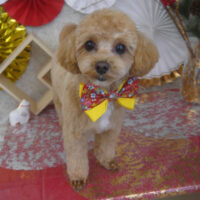 【山手店】2026年1月10日のワンちゃん達♪