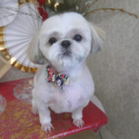 【山手店】2026年1月11日のワンちゃん達♪