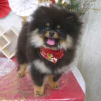 【山手店】2026年1月15日のワンちゃん達♪