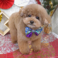 【山手店】2026年1月16日のワンちゃん達♪