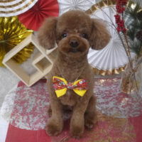 【山手店】2026年1月18日のワンちゃん達♪