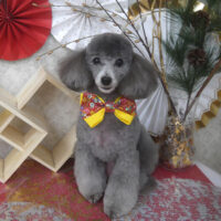 【山手店】2026年1月23日のワンちゃん達♪