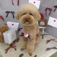 【山手店】2026年1月24日のワンちゃん達♪