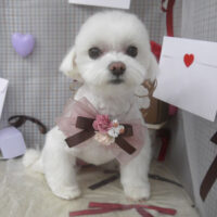 【山手店】2026年1月25日のワンちゃん達♪