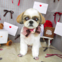 【山手店】2026年1月26日のワンちゃん達♪