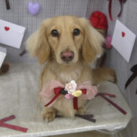 【山手店】2026年1月29日のワンちゃん達♪