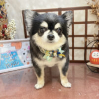 【本店】2026年1月16日のワンちゃん達♪