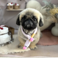 【本店】2026年1月30日のワンちゃん達♪