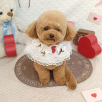 【池下店】2026年2月2日のワンちゃん達♪