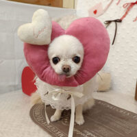 【池下店】2026年2月7日のワンちゃん達♪