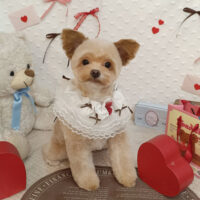 【池下店】2026年2月8日のワンちゃん達♪