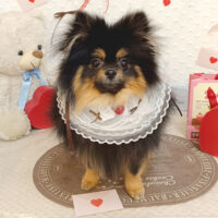 【池下店】2026年2月9日のワンちゃん達♪