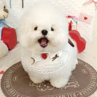 【池下店】2026年2月15日のワンちゃん達♪