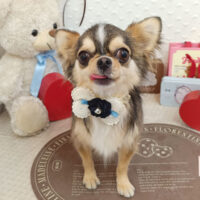 【池下店】2026年2月19日のワンちゃん達♪