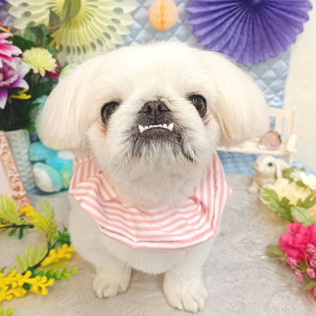 【池下店】2026年2月23日のワンちゃん達♪