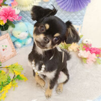 【池下店】2026年2月26日のワンちゃん達♪