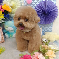 【池下店】2026年2月28日のワンちゃん達♪