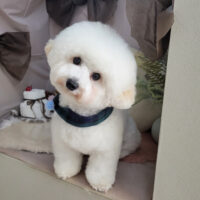 【本店】2026年2月6日のワンちゃん達♪