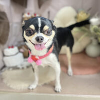 【本店】2026年2月16日のワンちゃん達♪