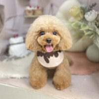 【本店】2026年2月22日のワンちゃん達♪