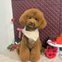 【星ヶ丘店】2026年2月1日のワンちゃん達♪