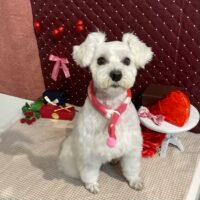 【星ヶ丘店】2026年2月5日のワンちゃん達♪