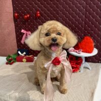 【星ヶ丘店】2026年2月6日のワンちゃん達♪