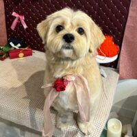 【星ヶ丘店】2026年2月7日のワンちゃん達♪