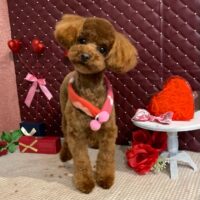 【星ヶ丘店】2026年2月8日のワンちゃん達♪