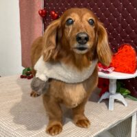 【星ヶ丘店】2026年2月15日のワンちゃん達♪