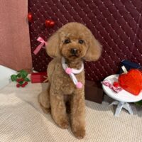 【星ヶ丘店】2026年2月20日のワンちゃん達♪