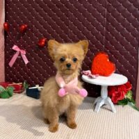 【星ヶ丘店】2026年2月21日のワンちゃん達♪