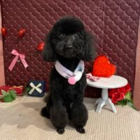 【星ヶ丘店】2026年2月22日のワンちゃん達♪