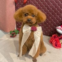 【星ヶ丘店】2026年2月23日のワンちゃん達♪