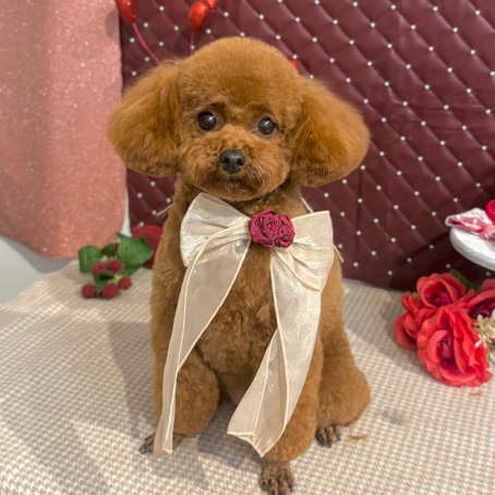 【星ヶ丘店】2026年2月23日のワンちゃん達♪