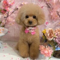 【星ヶ丘店】2026年2月26日のワンちゃん達♪