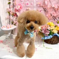 【星ヶ丘店】2026年2月27日のワンちゃん達♪