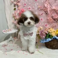 【星ヶ丘店】2026年2月28日のワンちゃん達♪