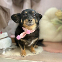 【本店】2026年2月21日のワンちゃん達♪