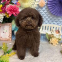 【池下店】2026年2月27日のワンちゃん達♪