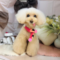 【本店】2026年2月8日のワンちゃん達♪