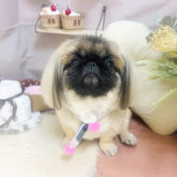 【本店】2026年2月9日のワンちゃん達♪