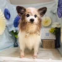 【本店】2026年2月27日のワンちゃん達♪