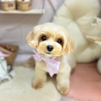 【本店】2026年2月2日のワンちゃん達♪