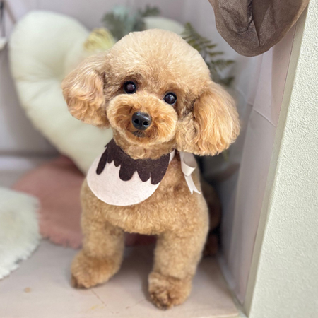 【本店】2026年2月5日のワンちゃん達♪