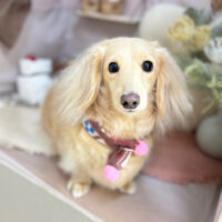 【本店】2026年2月14日のワンちゃん達♪