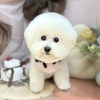 【本店】2026年2月19日のワンちゃん達♪